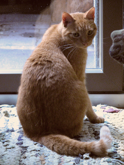 cat at window
