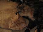 cats