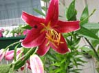lilies