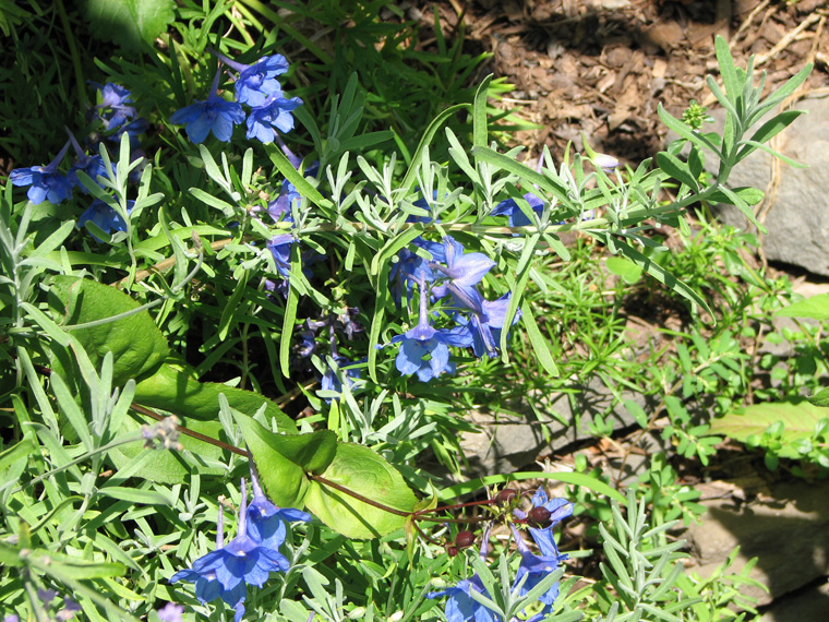 blueflowers1