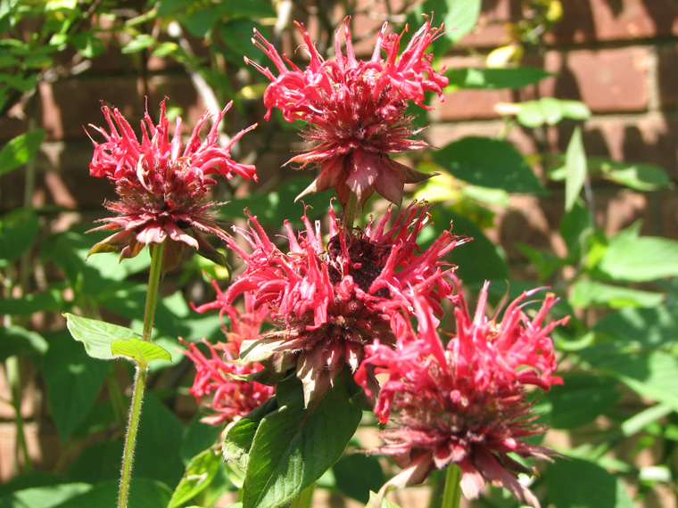 carolsBeeBalm1