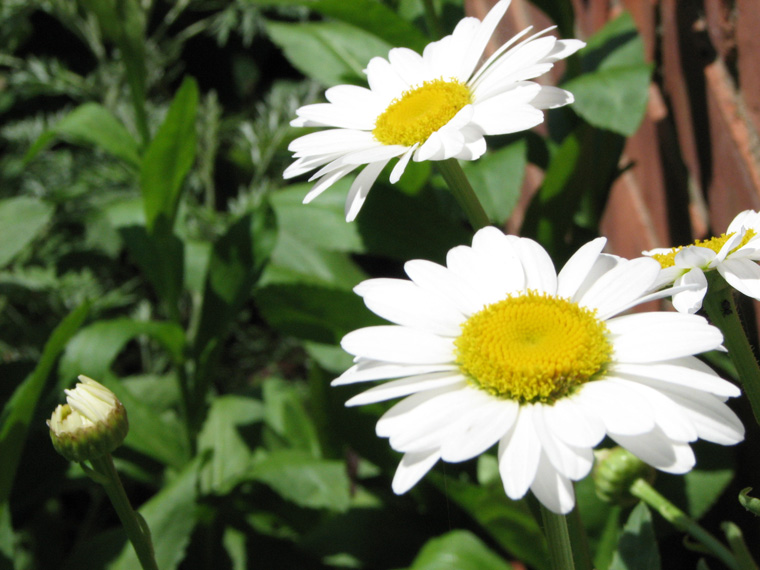 daisies1