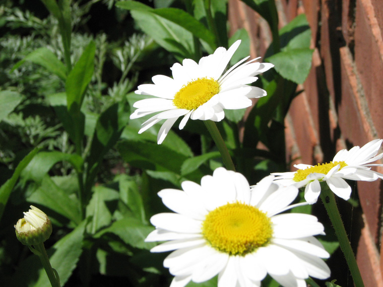 daisies2