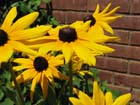 black eyed susan
