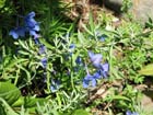 blueflowers2