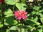 carolsBeeBalm