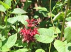carolsBeeBalm3