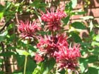 carolsBeeBalm4