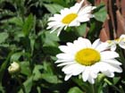daisies1