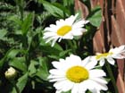daisies2