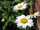 daisies3