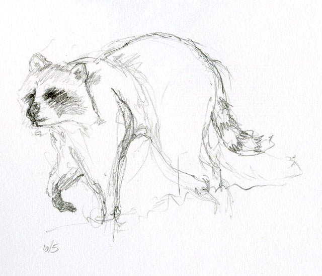 racoon02