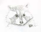 racoon