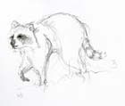 racoon